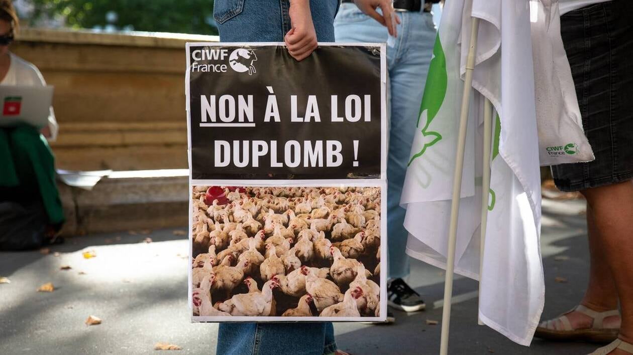 Loi Duplomb petition : ce que l’on sait du texte contesté